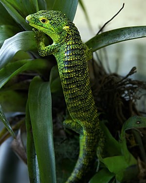 lagarto arbóreo abronia meledona reserva natural tatasirire