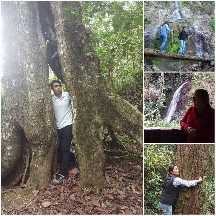 puerta del árbol parque ecológico tatasirire