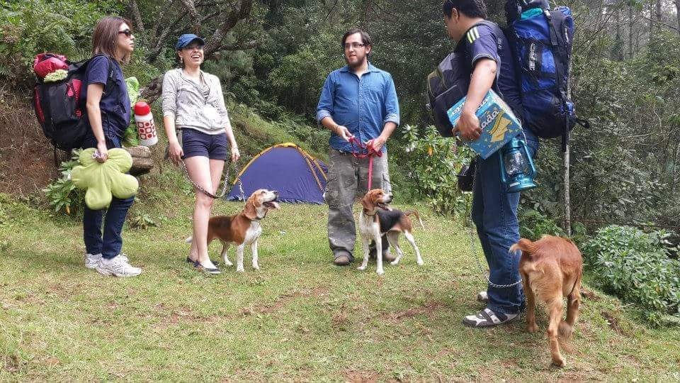 campamento perros jalapa g