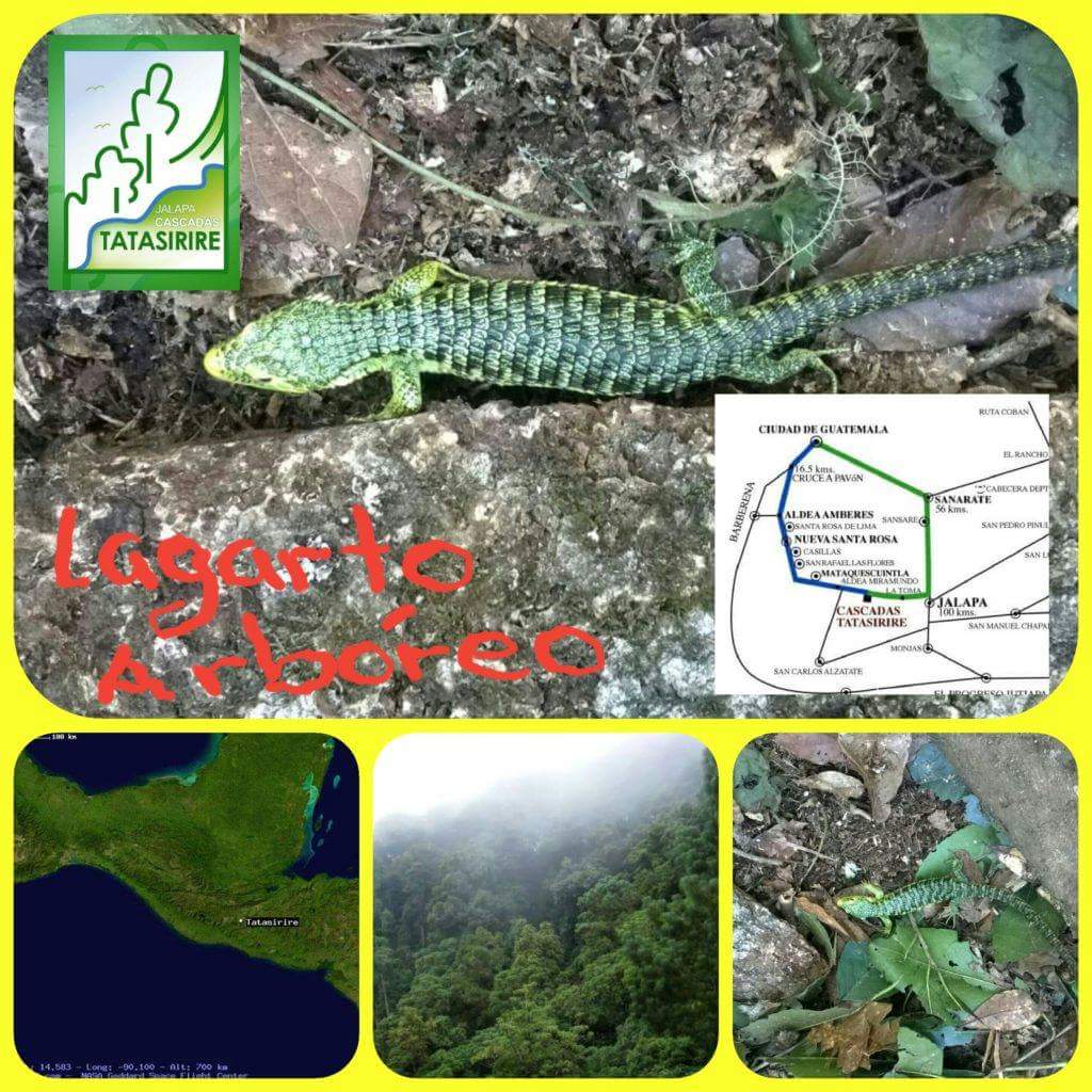 santuario del lagarto arbóreo endémico de Jalapa y en peligro de extinción