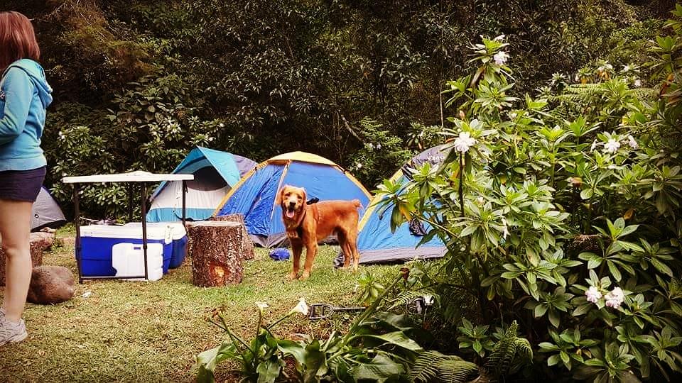 parque para perros